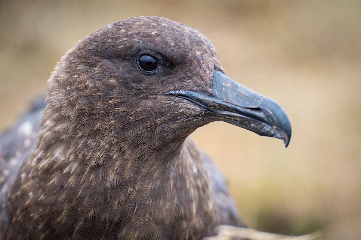 Ciel rouge, virus disparus et anomalie antarctique : trois indices d&rsquo;une réalité cachée